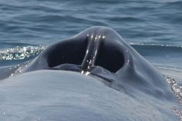 לוויתן כחול