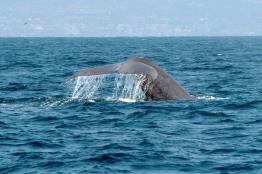 לוויתן-כחול