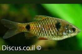 ברבוס-אודסה