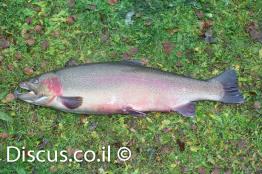 טרוטת-עין-הקשת