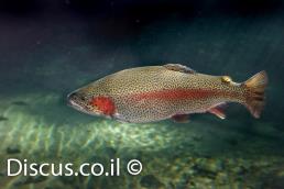 טרוטת עין הקשת