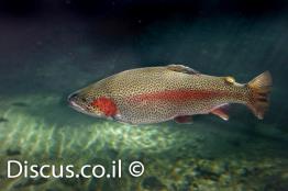 טרוטת-עין-הקשת