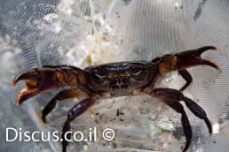 סרטן הנחלים