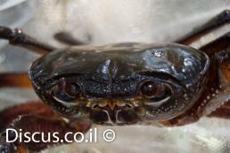 סרטן הנחלים