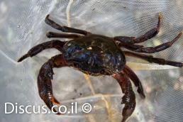 סרטן הנחלים