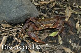 סרטן-הנחלים