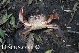 סרטן הנחלים