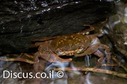 סרטן הנחלים