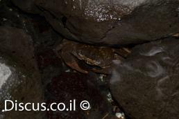 סרטן הנחלים