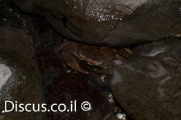 סרטן-הנחלים