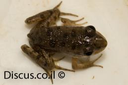 צפרדע הנחלים