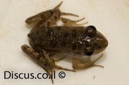 צפרדע-הנחלים