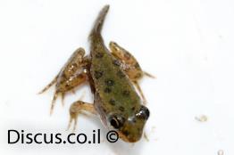 צפרדע-הנחלים