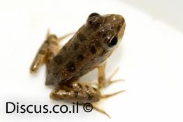 צפרדע-הנחלים