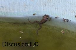 צפרדע הנחלים