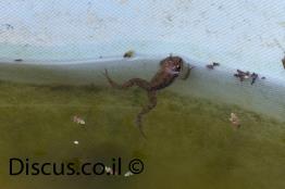 צפרדע-הנחלים