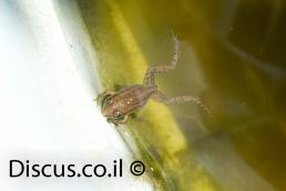 צפרדע הנחלים