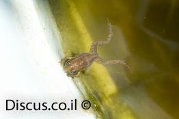 צפרדע-הנחלים