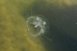 מדוזית הגולן