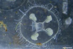 מדוזית הגולן