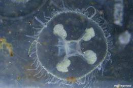 מדוזית-הגולן