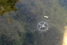 מדוזית הגולן