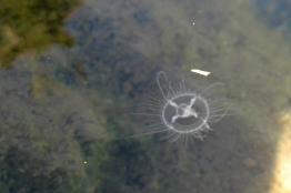 מדוזית-הגולן