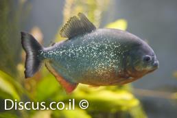 פיראנה אדומה