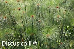 גומא פפירוס