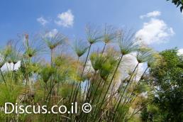 גומא פפירוס