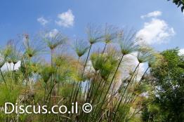 גומא-פפירוס