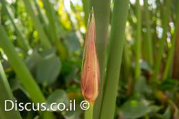 גומא-פפירוס