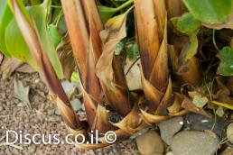 גומא פפירוס