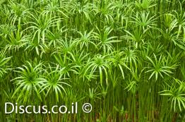 גומא-תרבותי