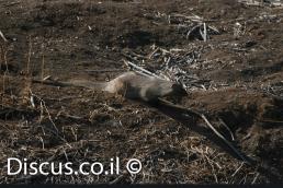 נמייה מצויה