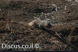 נמייה-מצויה