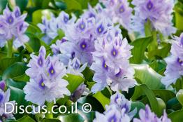 יקינטון-המים