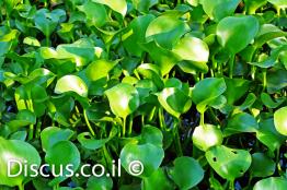 יקינטון-המים