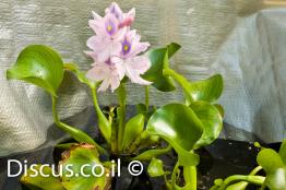 יקינטון-המים