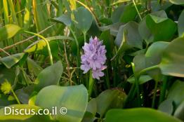 יקינטון-המים
