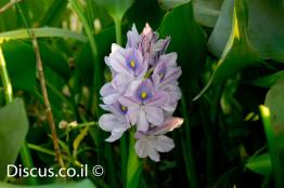 יקינטון-המים