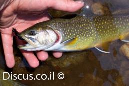 פורל הנחלים