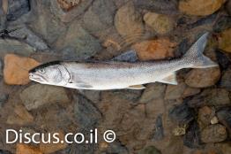 פורל-האגמים