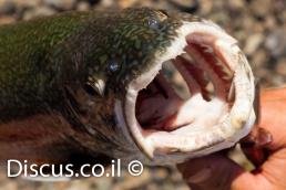 פורל האגמים