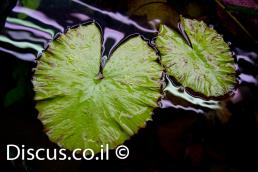 נימפאה טייגר