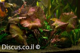 נימפאה טייגר