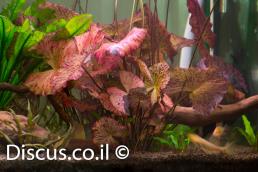 נימפאה טייגר