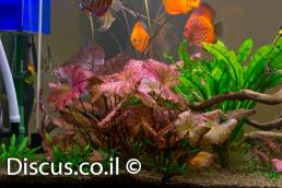 נימפאה טייגר