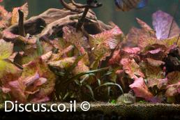 נימפאה טייגר