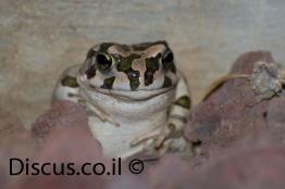 קרפדה-ירוקה